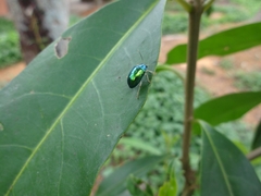 Protambulyx strigilis