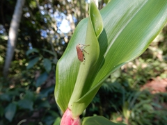 Protambulyx strigilis