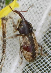 Pachytychius