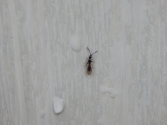 Diapriinae