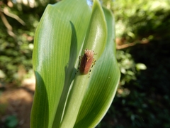 Protambulyx strigilis