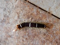 Protambulyx strigilis