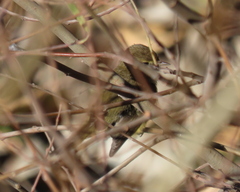 Phylloscopus collybita