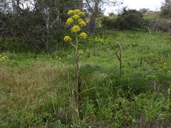 Ferula melitensis