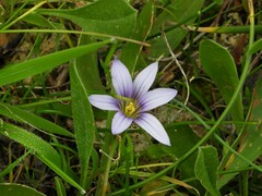 Romulea variicolor