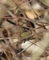 Phylloscopus collybita