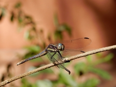 Protambulyx strigilis