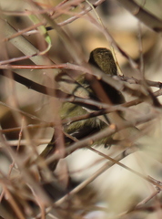 Phylloscopus collybita