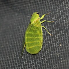 Glaucopsaltria viridis