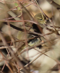 Phylloscopus collybita