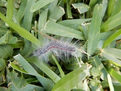 Protambulyx strigilis