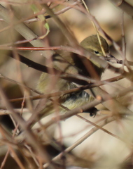 Phylloscopus collybita