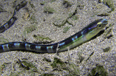 Xiphasia setifer