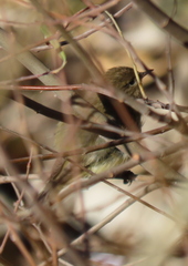 Phylloscopus collybita