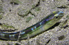 Xiphasia setifer