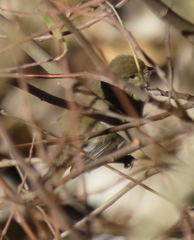 Phylloscopus collybita