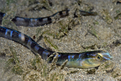 Xiphasia setifer