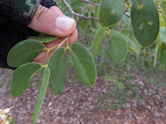 Hymenaea cangaceira