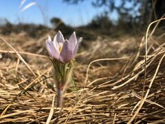 Pulsatilla