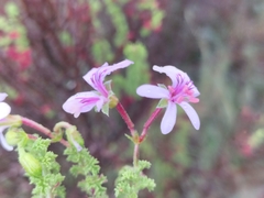 Pelargonium crispum