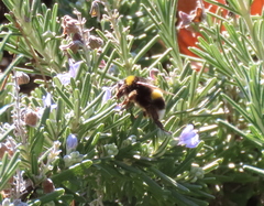 Bombus terrestris lusitanicus