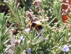 Bombus terrestris lusitanicus