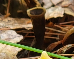 Craterellus fallax
