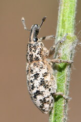 Cyphocleonus dealbatus