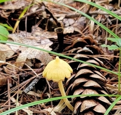 Craterellus fallax