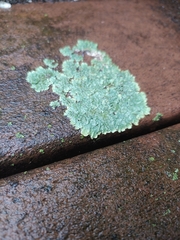 Flavoparmelia baltimorensis