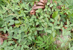 Macroptilium lathyroides