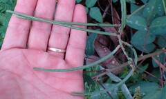 Macroptilium lathyroides