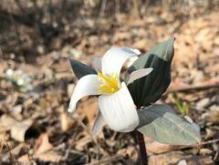 Trillium nivale