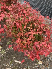Nandina