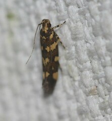 Macrobathra myriophthalma