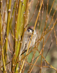 Passer montanus