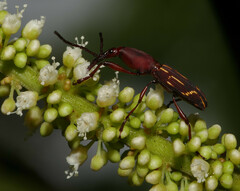 Brentinae