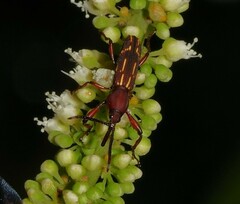 Brentinae