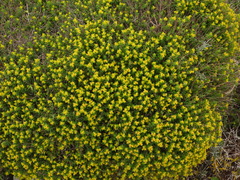 Euphorbia melitensis