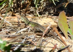 Psammodromus occidentalis