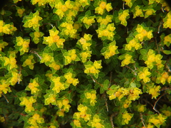 Euphorbia melitensis