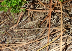 Psammodromus occidentalis