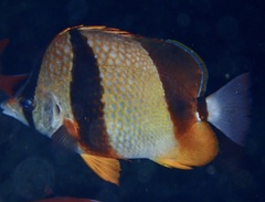 Chaetodon robustus