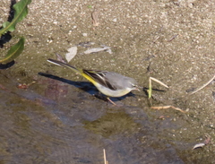 Motacilla cinerea cinerea