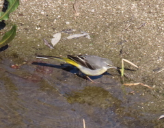 Motacilla cinerea cinerea