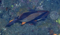 Chaetodon robustus