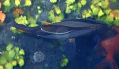 Chaetodon robustus