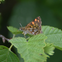 Carterocephalus mandan