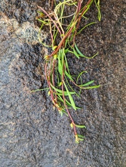 Calandrinia menziesii