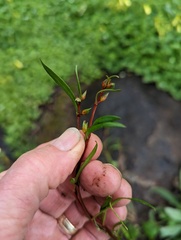 Calandrinia menziesii